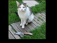 Outdoor Messer Schmiedekurs mit Katze